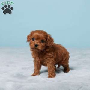 Diamond, Cavapoo Puppy